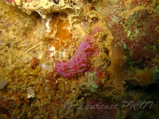 Flabellina rubrolineata 3.JPG - Philippines îles Calamian